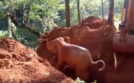 TRENDING NOW: Herd salutes humans after baby elephant rescue | iNFOnews.ca