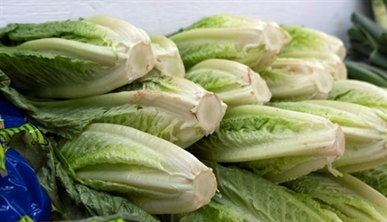 Three more cases of E. coli confirmed, none found in tested Canadian lettuce | iNFOnews.ca
