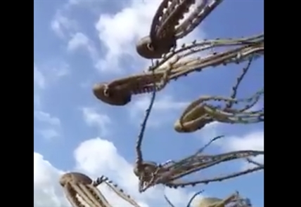 TRENDING NOW: Amazing octopus kites | iNFOnews.ca TRENDING NOW: Amazing octopus kites | iNFOnews.ca