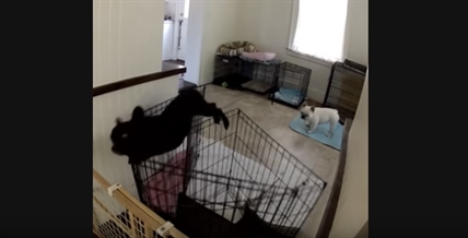 TRENDING NOW: Dog is an escape artist | iNFOnews.ca