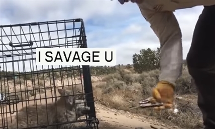 TRENDING NOW: Bobcat kitten's terrifying release into the wild | iNFOnews.ca