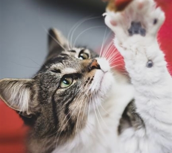 Surprise delivery: Halifax cat safe after being accidentally shipped to Montreal | iNFOnews.ca