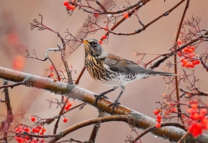 Bird usually found in Europe or Asia makes mysterious visit to Salmon Arm | iNFOnews.ca