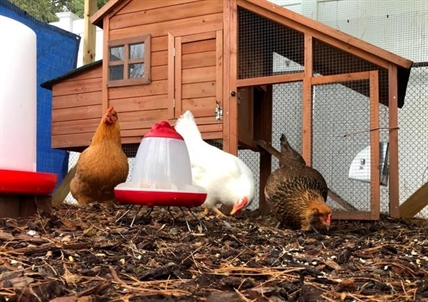 Ta-ta 2018, keep your chicken coops and, yes, the Floss | iNFOnews.ca