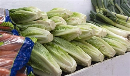 A month after last illness reported, health agency says romaine is OK again | iNFOnews.ca A month after last illness reported, health agency says romaine is OK again | iNFOnews.ca