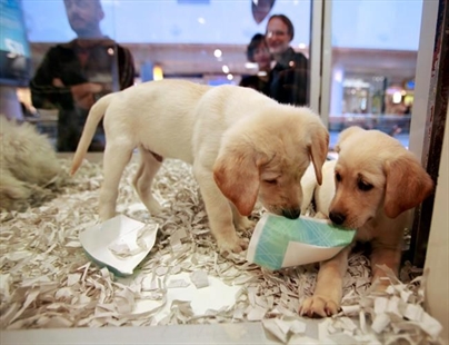 UK bans pet shops from selling puppies and kittens | iNFOnews.ca