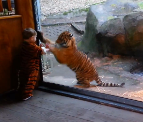 A kid dressed as a tiger playing with a tiger, that is all | iNFOnews.ca A kid dressed as a tiger playing with a tiger, that is all | iNFOnews.ca