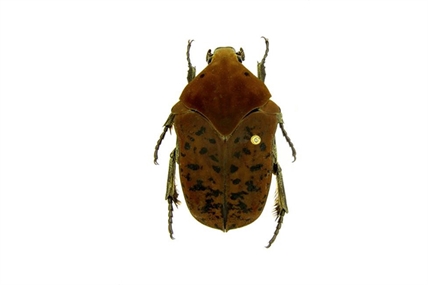 Professor names beetle species after 'Game of Thrones' | iNFOnews.ca