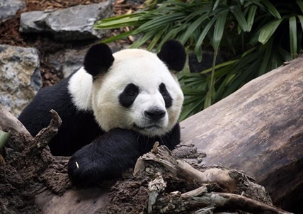 'A lot of people:' Calgary zoo reports record attendance thanks to panda family | iNFOnews.ca 'A lot of people:' Calgary zoo reports record attendance thanks to panda family | iNFOnews.ca