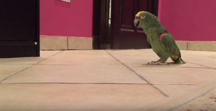 TRENDING NOW: Bird's laugh contagious and evil | iNFOnews.ca