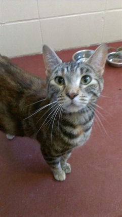 Looking for a forever home, Penticton SPCA Pets of the Week | iNFOnews.ca Looking for a forever home, Penticton SPCA Pets of the Week | iNFOnews.ca