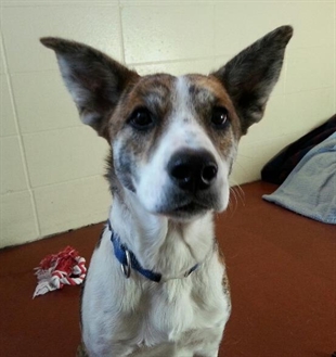 Looking for a forever home, Penticton SPCA Pets of the Week | iNFOnews.ca Looking for a forever home, Penticton SPCA Pets of the Week | iNFOnews.ca