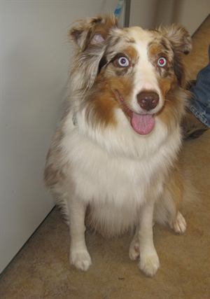 Looking for a forever home, Vernon SPCA pets of the week | iNFOnews.ca Looking for a forever home, Vernon SPCA pets of the week | iNFOnews.ca