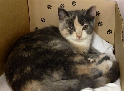 Looking for a forever home, Vernon SPCA pets of the week | iNFOnews.ca Looking for a forever home, Vernon SPCA pets of the week | iNFOnews.ca