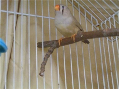 Looking for a forever home, Kelowna SPCA pets of the week | iNFOnews.ca Looking for a forever home, Kelowna SPCA pets of the week | iNFOnews.ca