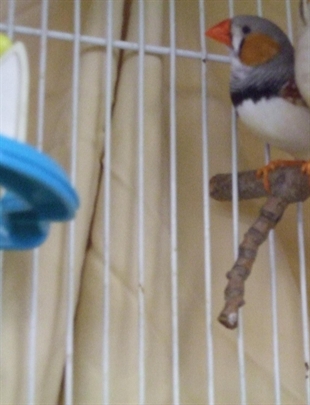 Looking for a forever home, Kelowna SPCA pets of the week | iNFOnews.ca Looking for a forever home, Kelowna SPCA pets of the week | iNFOnews.ca