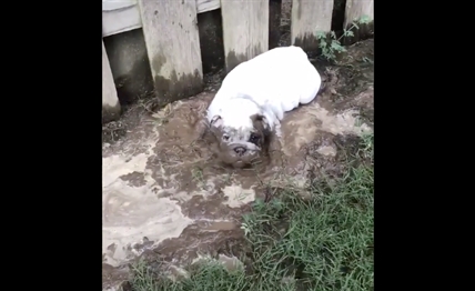 TRENDING NOW: Adorable puppy loves the mud | iNFOnews.ca