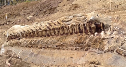 Dig a hole, find a dinosaur | iNFOnews.ca