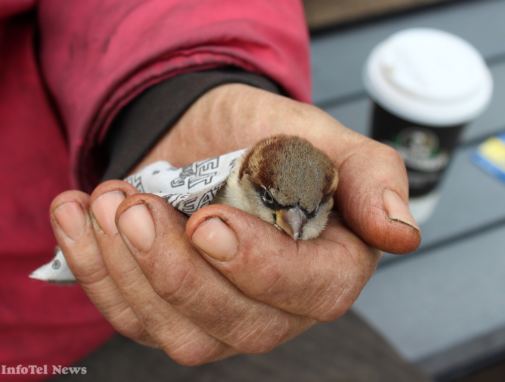 A warm heart, a warm hand, an avian rescue | iNFOnews.ca