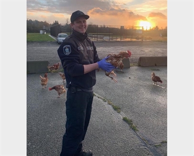 First responders investigate fowl mystery as lost chickens roam near Victoria | iNFOnews.ca First responders investigate fowl mystery as lost chickens roam near Victoria | iNFOnews.ca