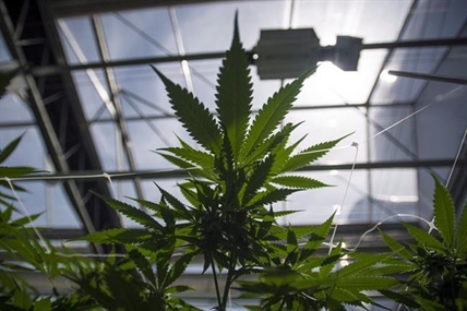 Pot producers face pushback over odour, smell in Ontario farming town | iNFOnews.ca