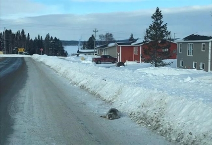 Rescue underway for dozens of seals stranded in small Newfoundland town | iNFOnews.ca