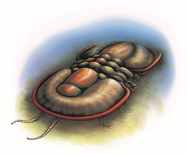 B.C. Burgess Shale fossils add branches to tree of life, says Royal Society report | iNFOnews.ca B.C. Burgess Shale fossils add branches to tree of life, says Royal Society report | iNFOnews.ca