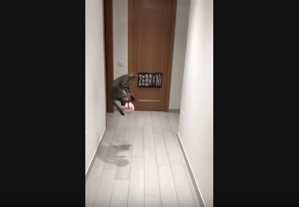 TRENDING NOW: Kitty goalkeeper blocks every shot | iNFOnews.ca