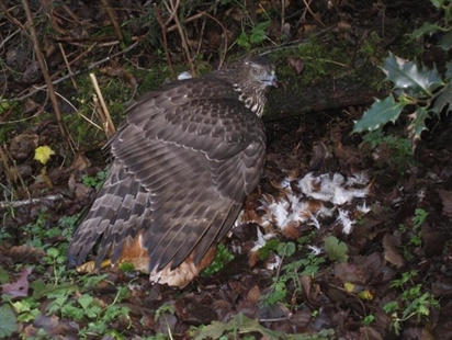 Haida Gwaii home to a distinct but vulnerable pocket of northern goshawks | iNFOnews.ca Haida Gwaii home to a distinct but vulnerable pocket of northern goshawks | iNFOnews.ca