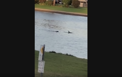 TRENDING NOW: Dog swims with dolphin | iNFOnews.ca
