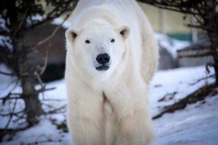 Five-year-old polar bear showing signs of illness dies at Winnipeg zoo | iNFOnews.ca Five-year-old polar bear showing signs of illness dies at Winnipeg zoo | iNFOnews.ca