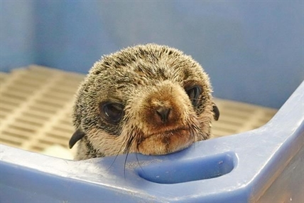Struggling seal pup receiving treatment after rescue off Vancouver Island | iNFOnews.ca