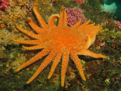 Once populous sea stars disappearing because of warm water and disease | iNFOnews.ca