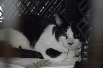 Penticton cat hoarder is back; B.C. SPCA dealing with another large intake | iNFOnews.ca