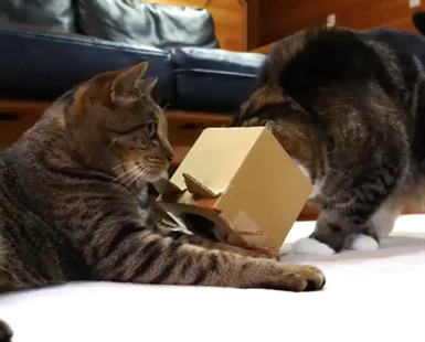 TRENDING NOW: We present the hilarious cat box face | iNFOnews.ca