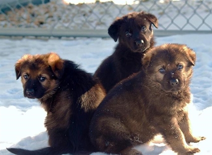 Under the M: Mounties want kids to help name latest batch of canine recruits | iNFOnews.ca Under the M: Mounties want kids to help name latest batch of canine recruits | iNFOnews.ca