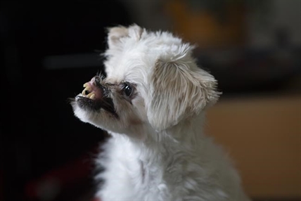 Dog from Iran that had acid thrown in face has successful surgery in Vancouver | iNFOnews.ca Dog from Iran that had acid thrown in face has successful surgery in Vancouver | iNFOnews.ca