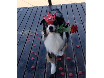 TRENDING NOW: Adorable Valentine's Day dog | iNFOnews.ca TRENDING NOW: Adorable Valentine's Day dog | iNFOnews.ca