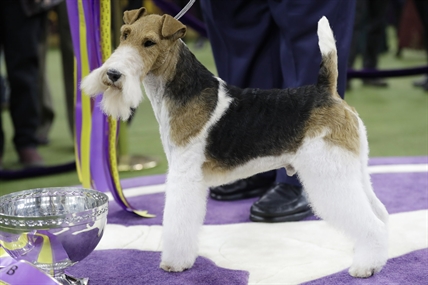 King the wire fox terrier takes Westminster's best in show | iNFOnews.ca