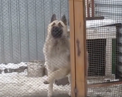 TRENDING NOW: Adorable dog dancing to a techno beat | iNFOnews.ca