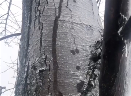 TRENDING NOW: Magical melting tree ice | iNFOnews.ca