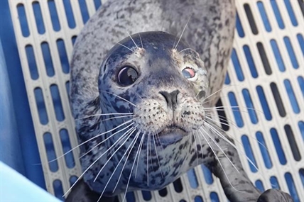 Seal shot in face is being treated at Vancouver Aquarium, release uncertain | iNFOnews.ca