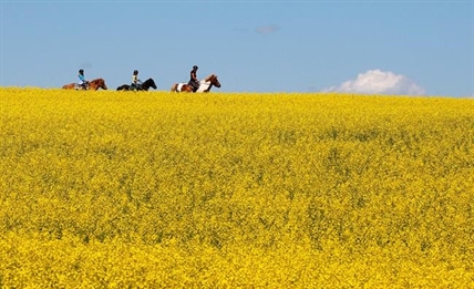 China revokes Richardson Int. canola shipping permit as Huawei dispute escalates | iNFOnews.ca China revokes Richardson Int. canola shipping permit as Huawei dispute escalates | iNFOnews.ca