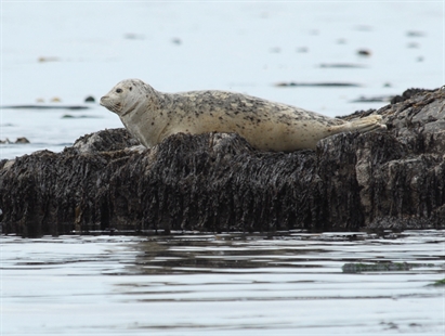 Scientists warn of ecosystem consequences for proposed B.C. seal hunt | iNFOnews.ca