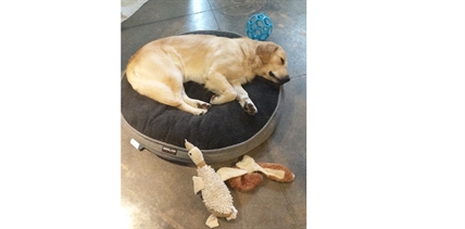 UPDATE: iN VIDEO: Atlas the stolen dog is returned to his owner | iNFOnews.ca