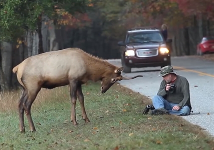 Don't piss off the elk | iNFOnews.ca