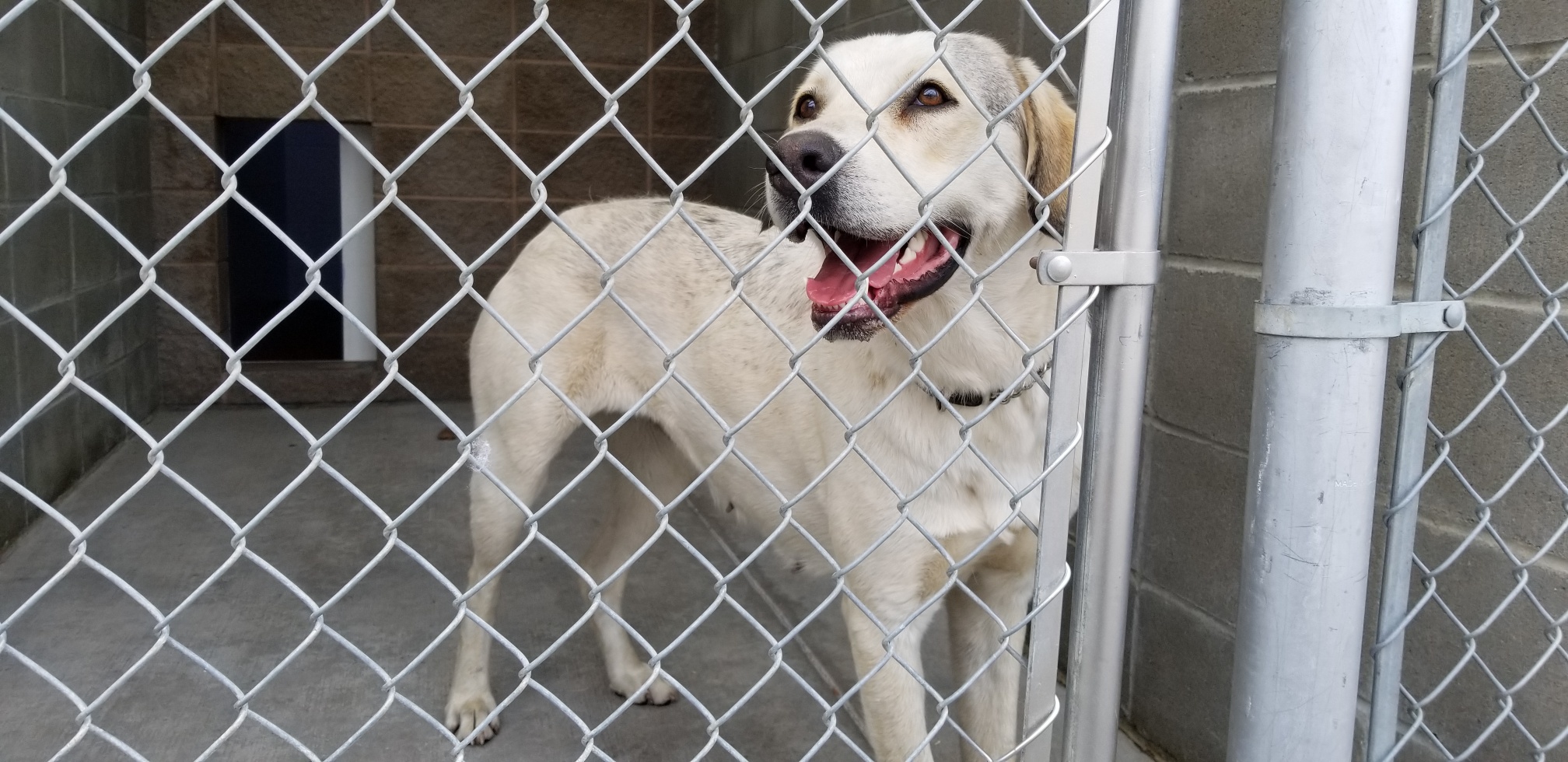 B.C. SPCA remove dozens of animals from North Okanagan property | iNFOnews.ca