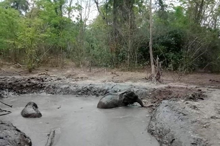 iN VIDEO: Rangers free 6 trapped baby elephants in Thailand | iNFOnews.ca
