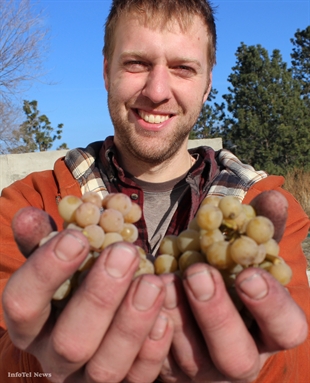 Ice wine harvest started early this year | iNFOnews.ca