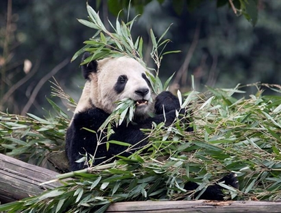 Panda pregnancy goal of Calgary Zoo's artificial insemination of star attraction | iNFOnews.ca Panda pregnancy goal of Calgary Zoo's artificial insemination of star attraction | iNFOnews.ca